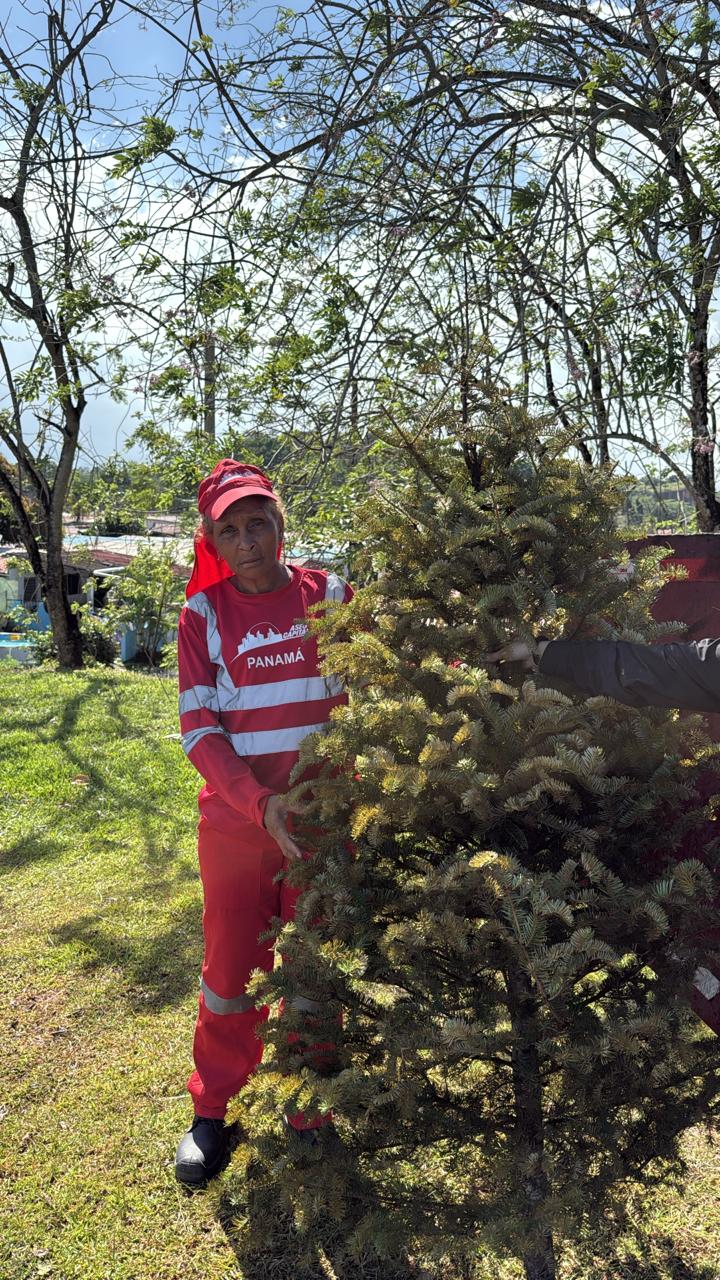 Aseo Capital y la Alcaldía de Arraiján desarrollan jornada de recolección de arbolitos de Navidad
